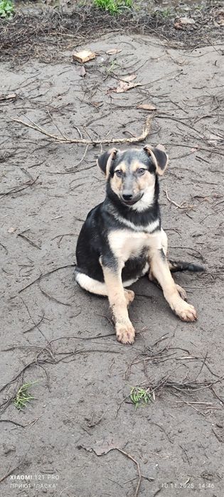 Шенок 3 месяца . Мальчик