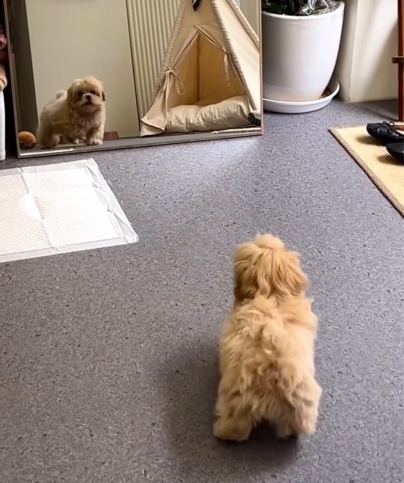 Преміальні дітки мальтіпу. Цуценята мальтипу ф1 та ф2