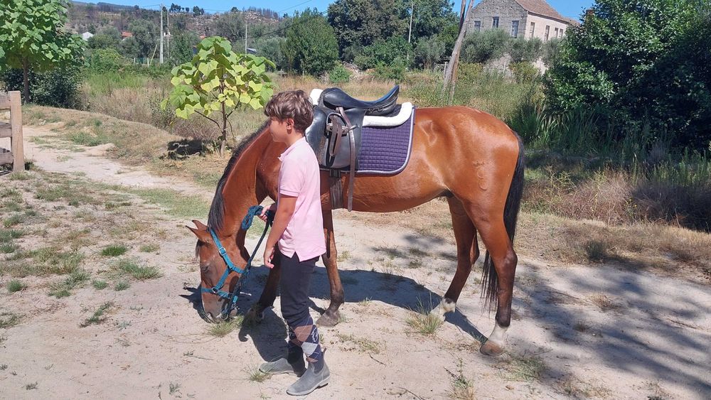 Cavalo lusitano castrado