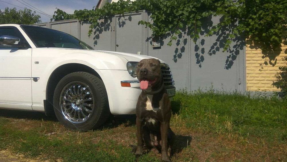 American Pitbull Terrier Blue Nose(В'язка)