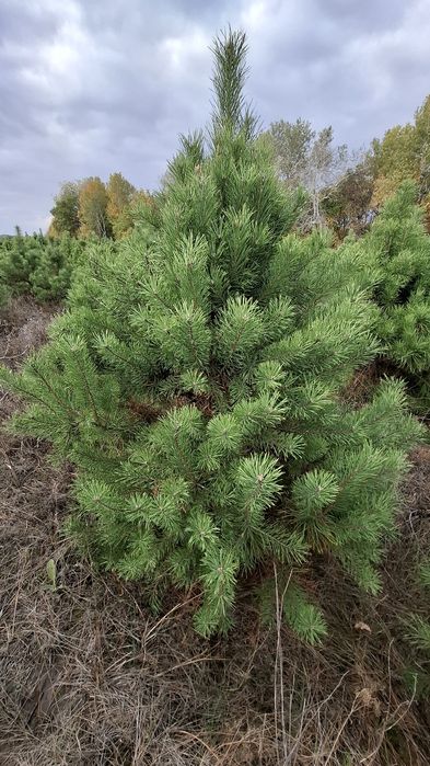 Новорічна ялинка (сосна Кримська). Новогодняя елка.