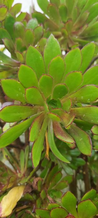 Cactus e diversas soculentas