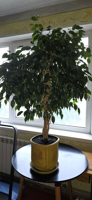 Фікус бенджаміна