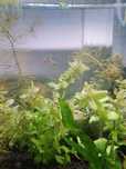 Guppies Endler (Poecilia wingei)