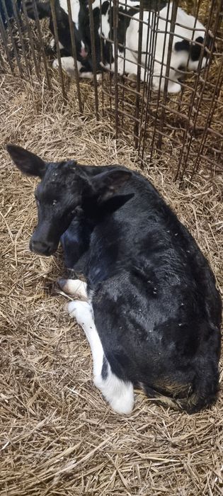 Sprzedam byczki 5szt