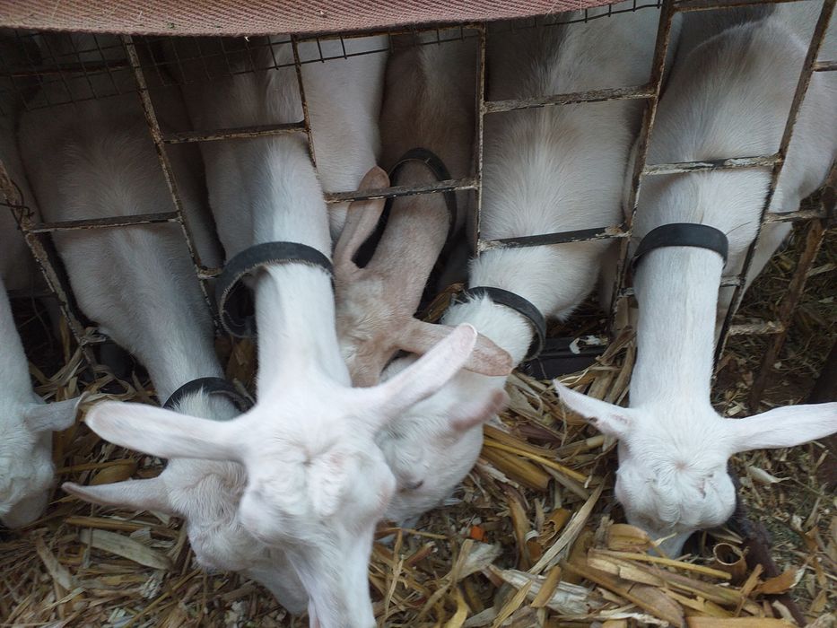 Продам Дойных  зааненских коз.