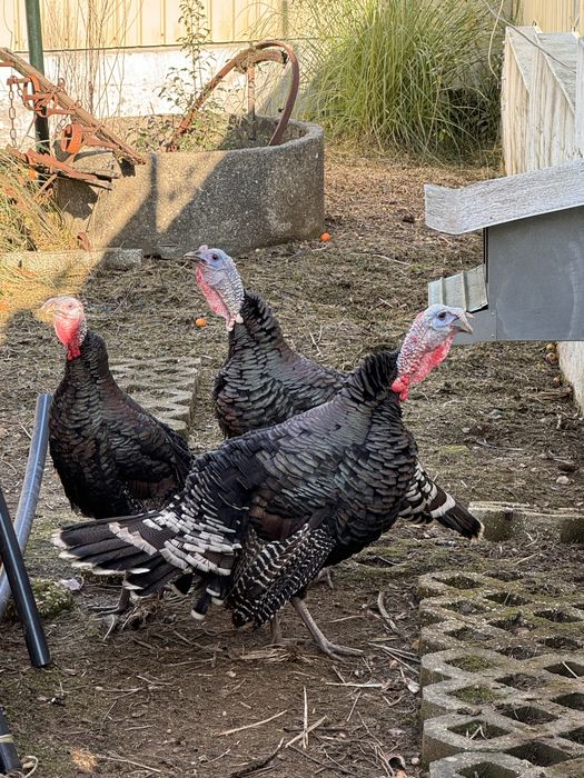 Vendo perus caseiros