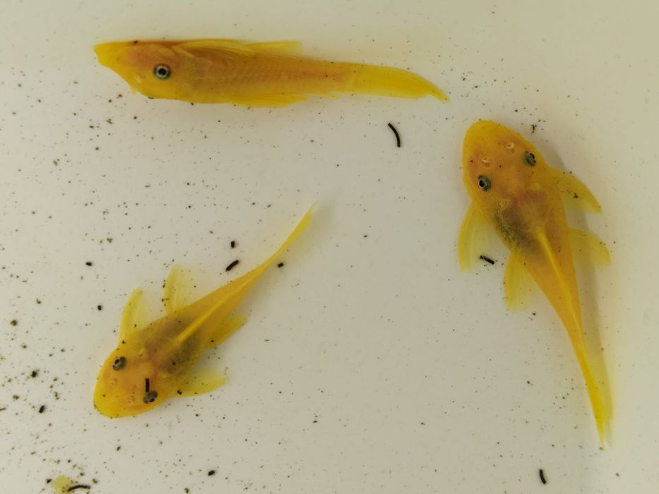 ancistrus yellow blue eye