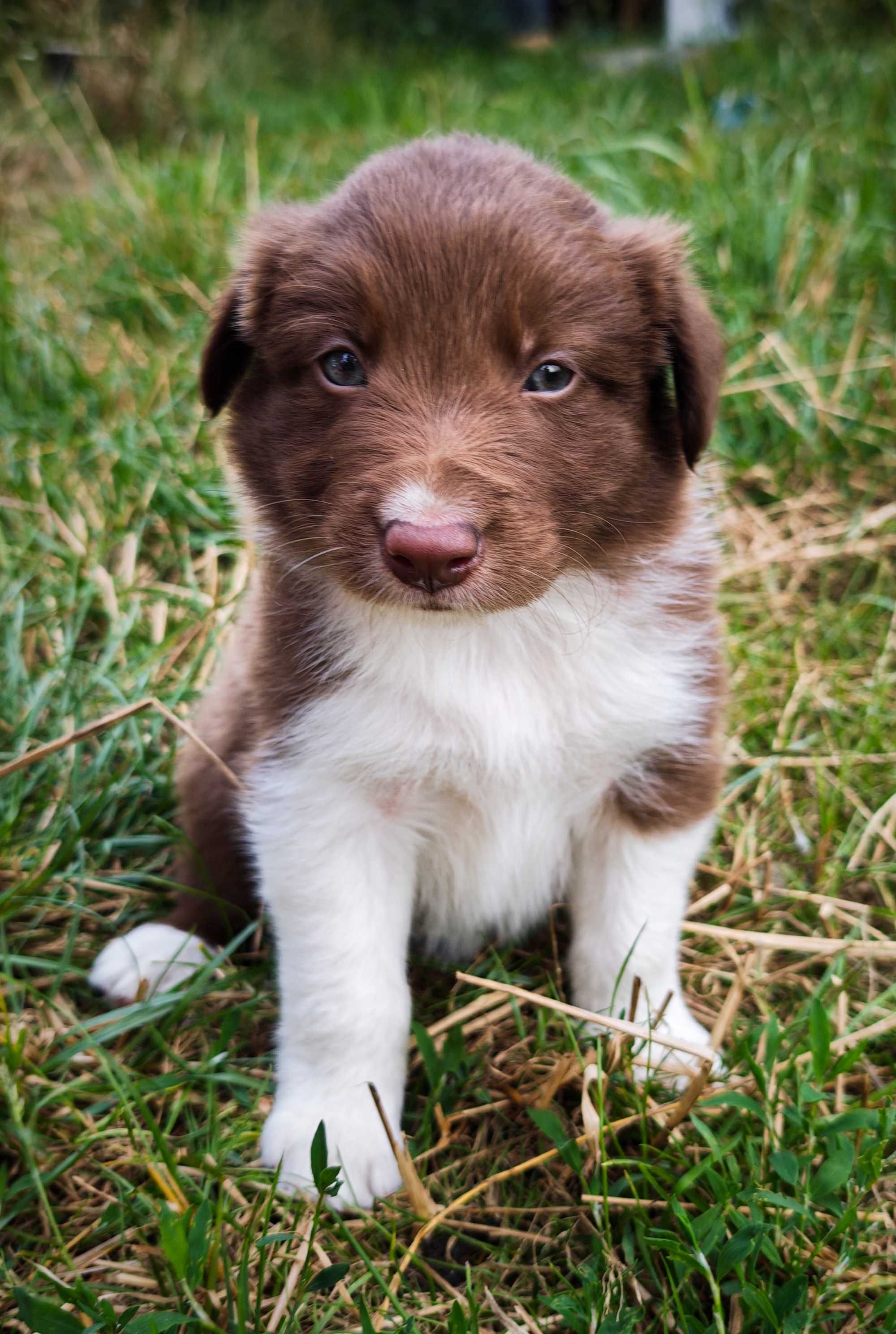 Szczenię Border Collie, ZKwp/FCI czekoladowo-biały piesek