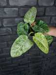 Philodendron Giganteum Variegata #1 piękna