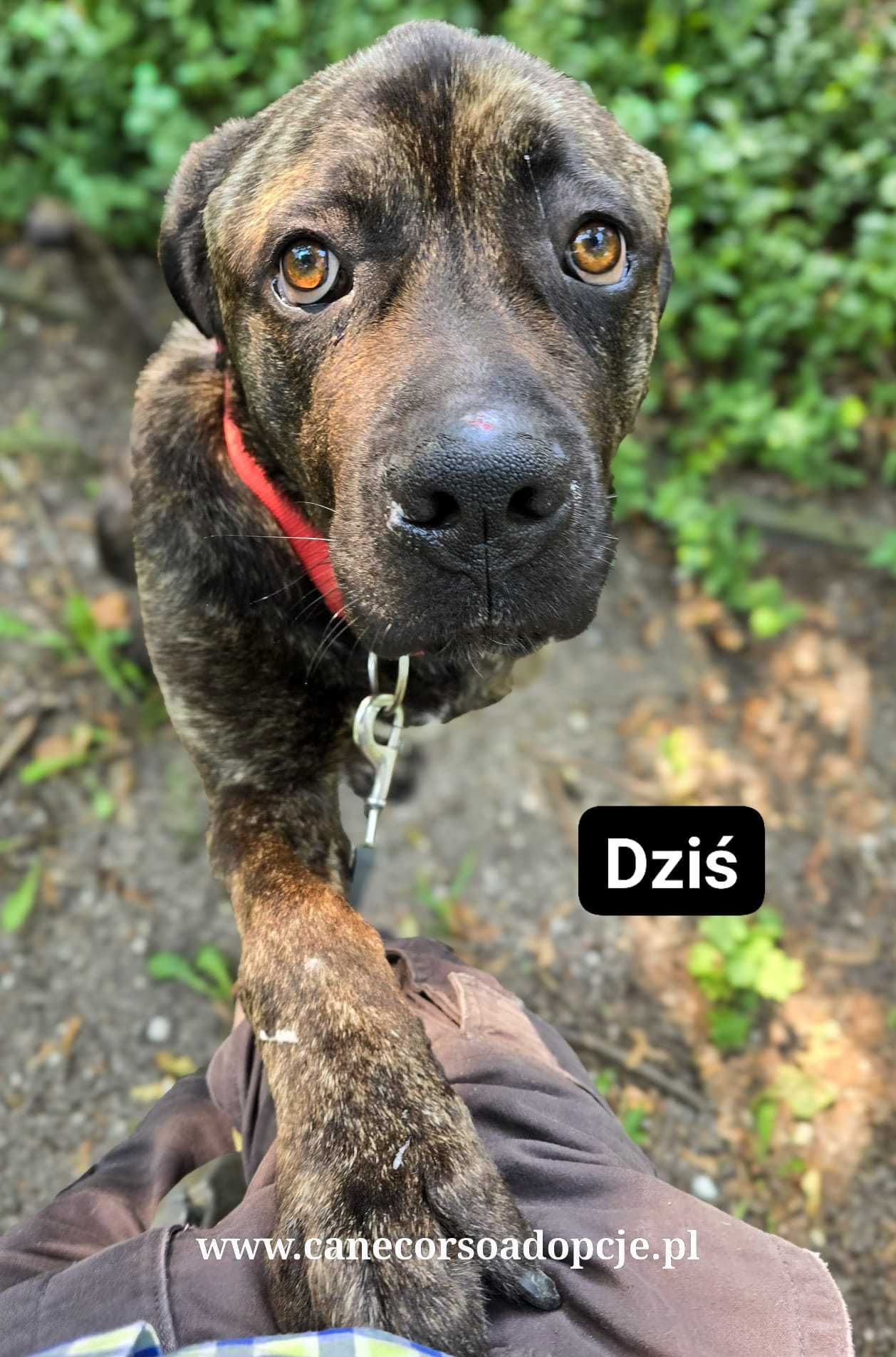 Syriusz w typie Cane Corso do adopcji.