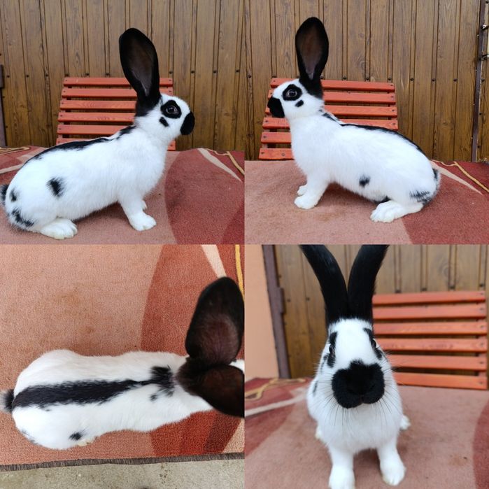 Самчики Німецького Строкача