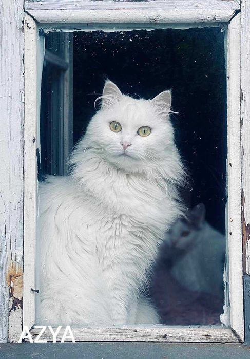 Puszysta kotka szuka domu