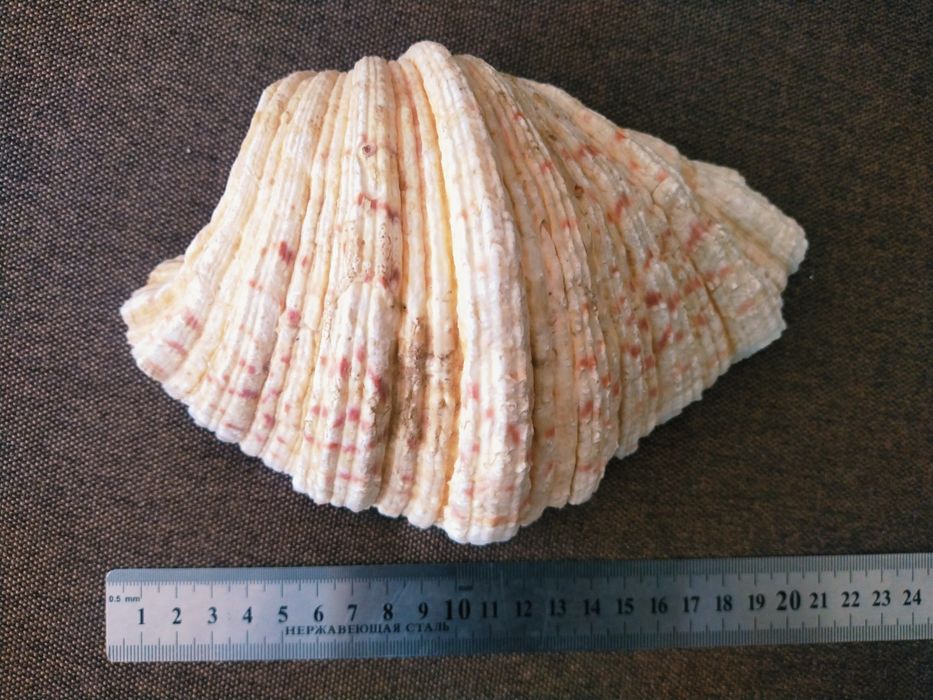 Ракушки ,раковины , морські мушлі