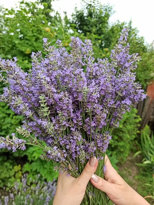 Лаванда  засушенная   в   букетах