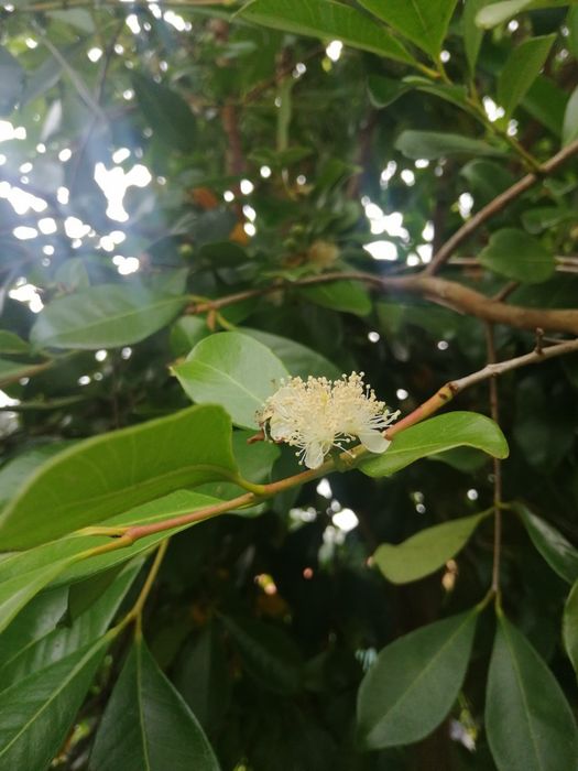 Arvore do araça de vários tamanhos e preços