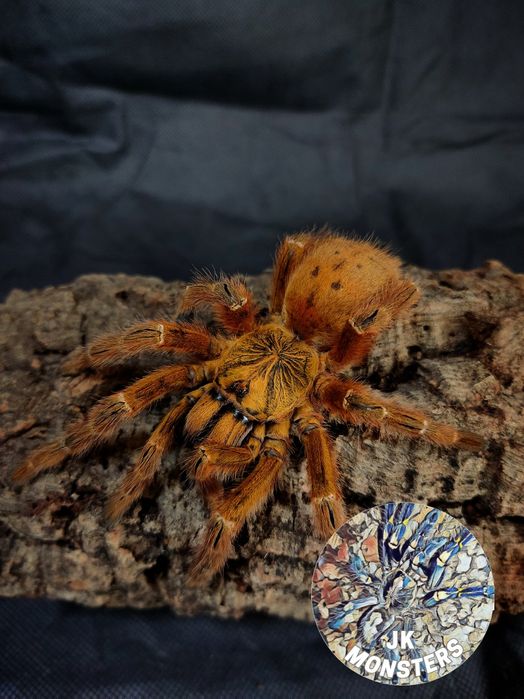 Pająk/Ptasznik Pterinochilus murinus USAMBRA +gratisy