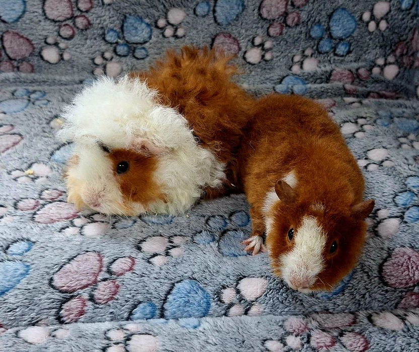 Świnki morskie samiczki Us Teddy