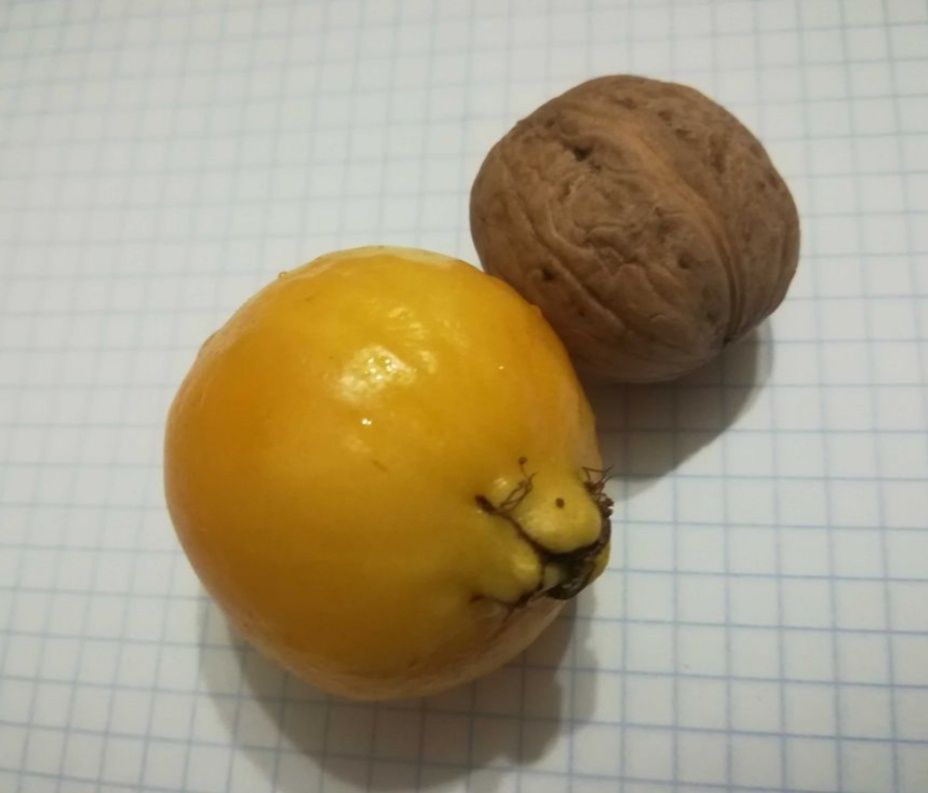 Гуава лимонная плодоносящее экзотическое комнатное растение Мурайя