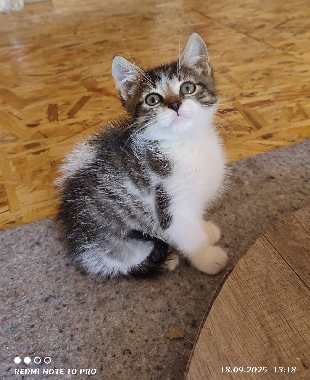 Кошенятка шукають родини