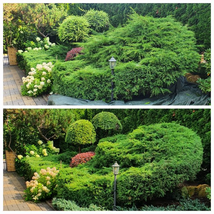 Strzyżenie żywopłotów Wycinka drzew  wertykulacja zakladanie ogro