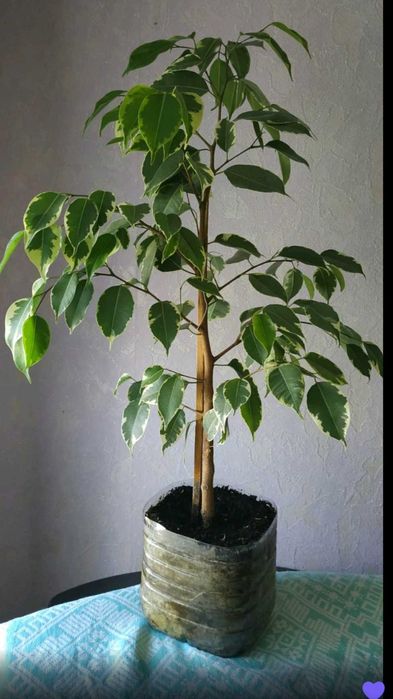 Продам комнатные растения