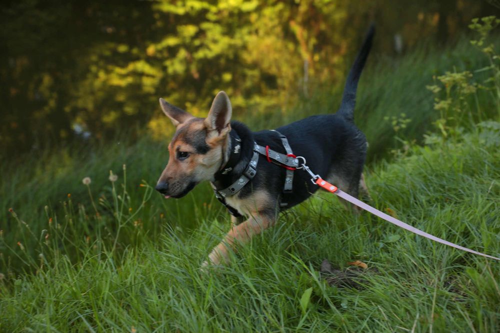 Zadbana i cudowna sunia ,szczeniak,szuka domu.