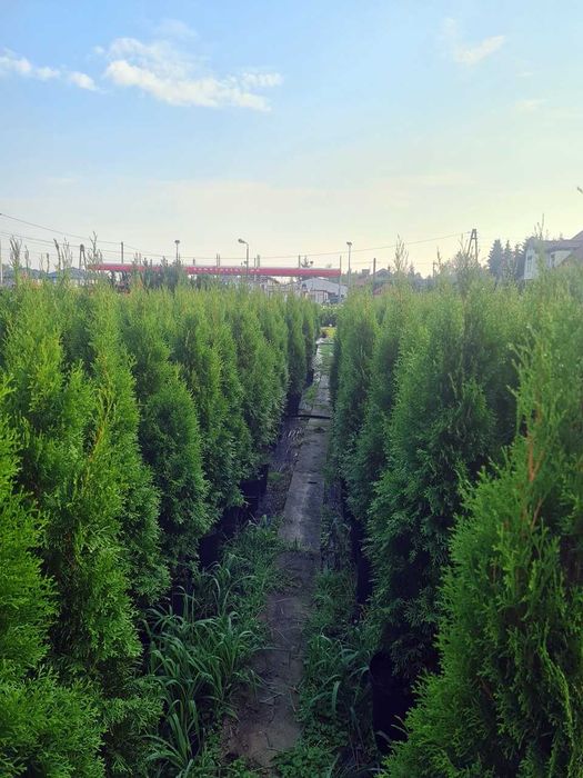 Tuja Szmaragd Szmaragdowa Tuje Szmaragdy 150CM Wys hodowane w doniczce