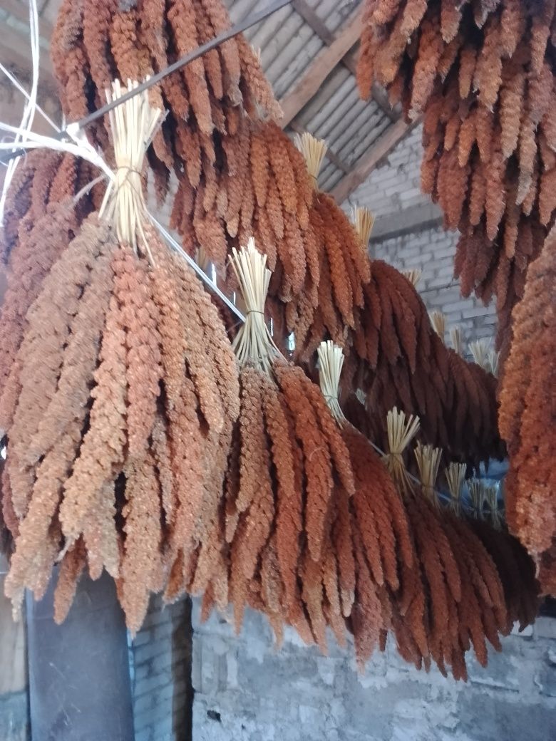 Proso Senegalskie
