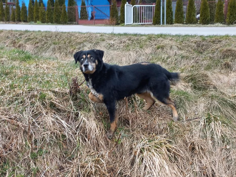 NIEWIDOMY kochany duży pies szuka domu