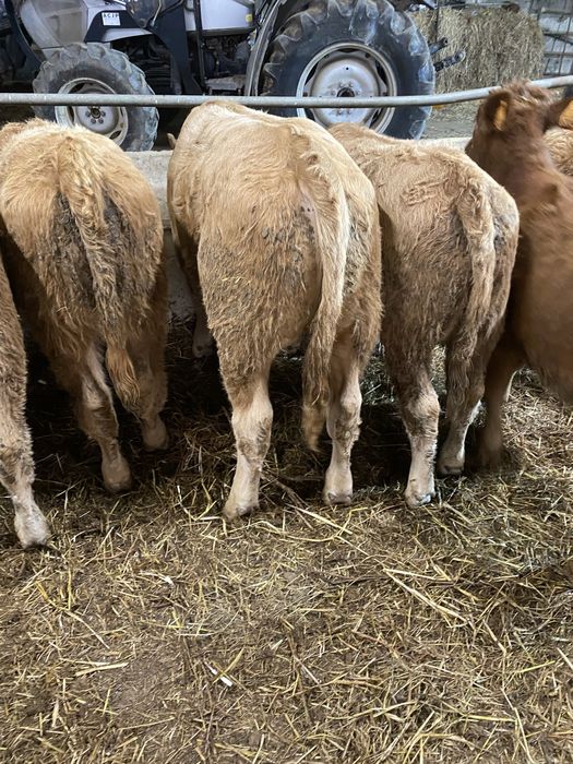 Tenho para Venda Vitelos Machos e Femeas