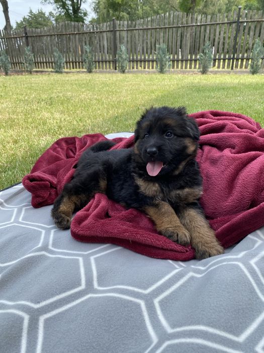 Szczenię suczka owczarek niemiecki długowłosy ZKwP/FCI