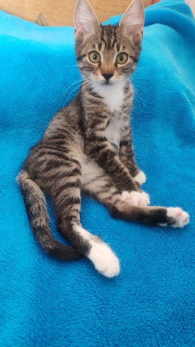 Отдам котенка мальчика