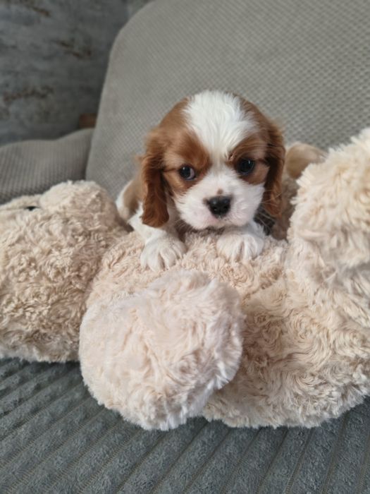 Cavalier King Charles spaniel uroczy chłopiec