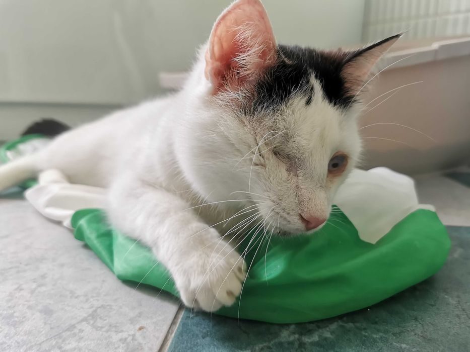 Likier - wyjątkowy i chętny do zabawy