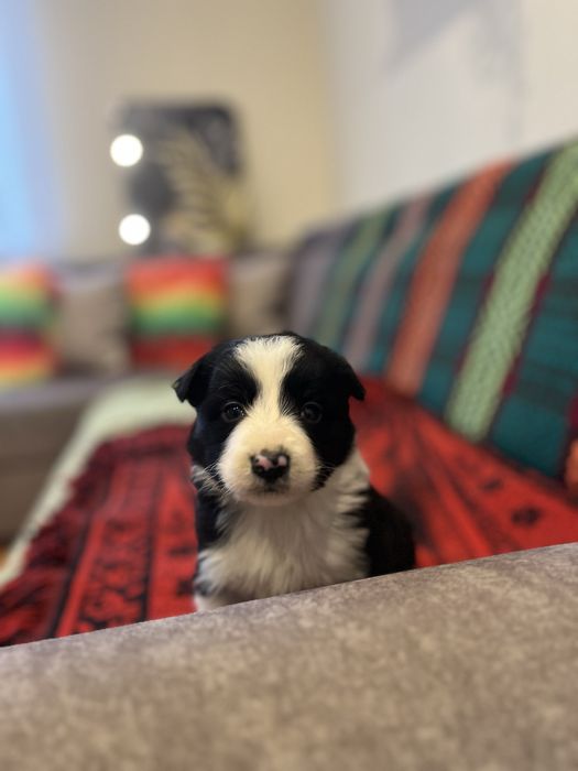Suczka Border Collie Rodowód Szczeniak