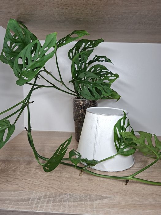 Monstera Laniata