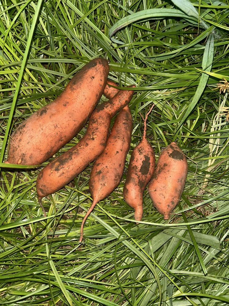 Batata Doce Laranja Biológica 2025