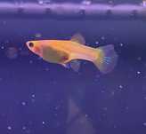 Oddam samice i samce Gupika Endlera GOLD