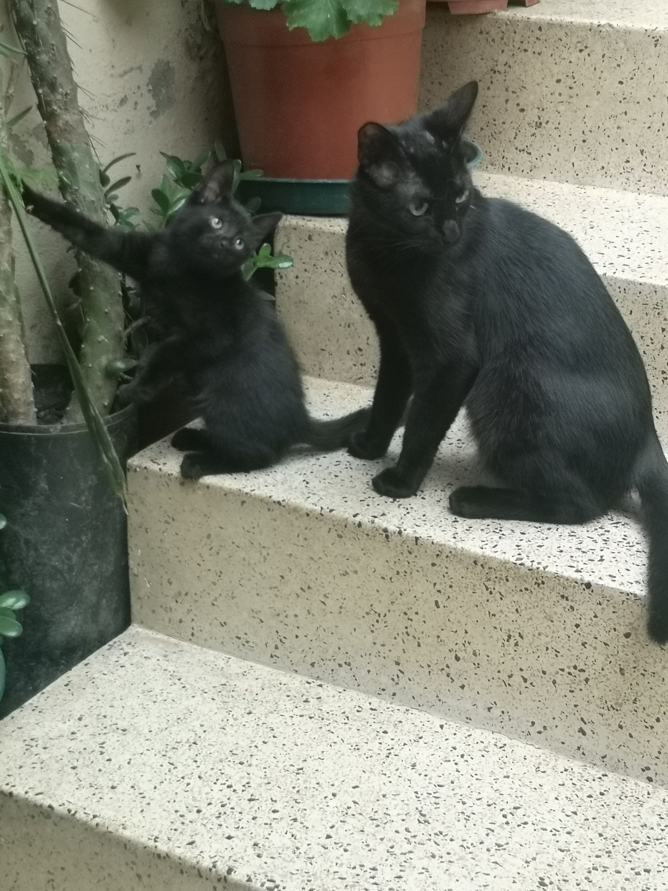 Gatinha bébé adoção