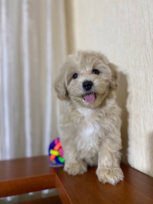 Мальтипу Ф1. Дівчинка. Киів