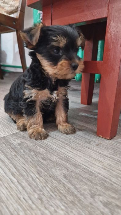 Щенки йорки 2 месяца