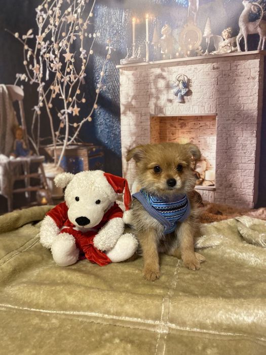 Лагідний та ніжний йоркопом!