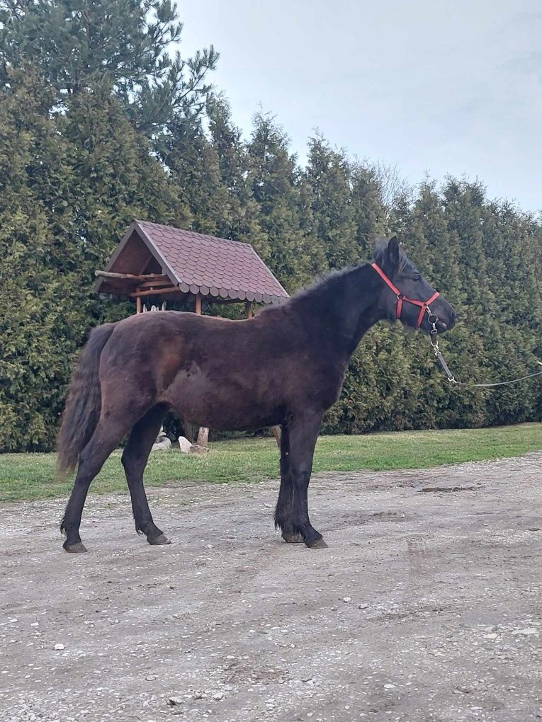 Klacz huculska źrebica roczna  hucuł