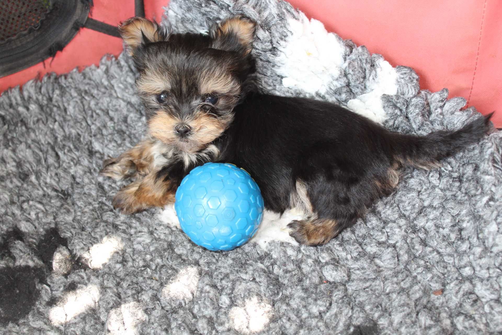 Yorkshire Terrier , Śliczny Miniaturowy XS Piesek Rodowód