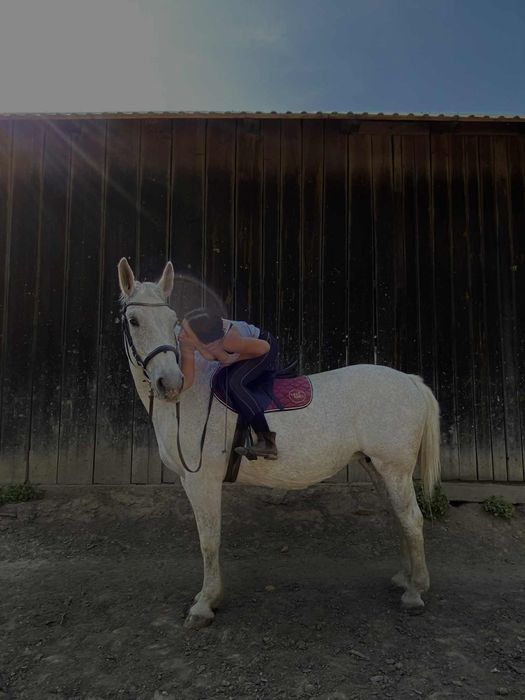 Klacz śląska sprzedam