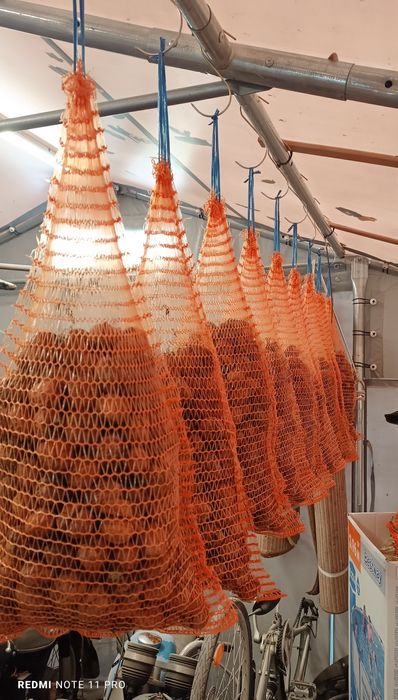 Orzechy włoskie w łupinie