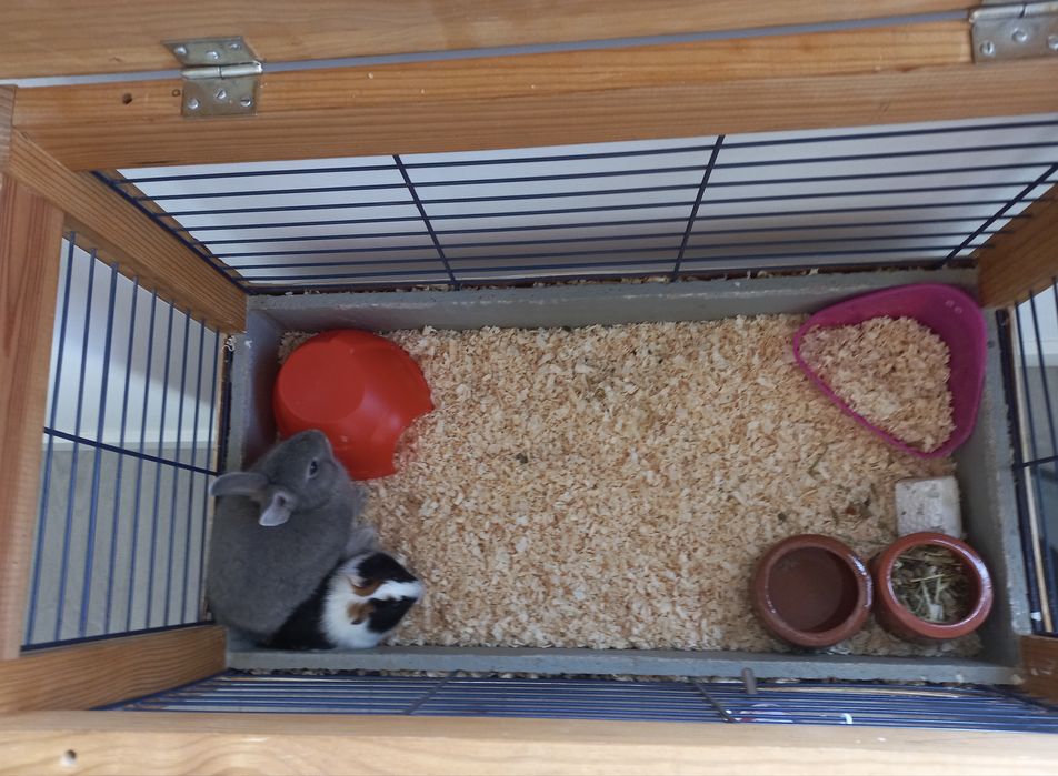 Gaional para Roedores