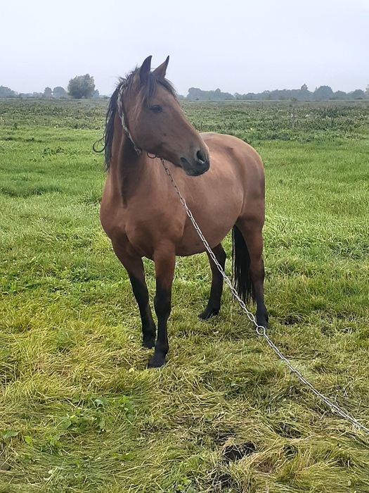 Продається кобила і лошиця (с. Вузлове Шептицький р-н)