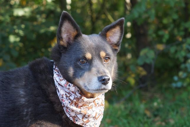 Frugo - spokojny i kochany pies po 6 latach w schronisku szuka domu